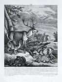 RIDINGER Martin Elias 1730-1781,Deer,Vltav CZ 2017-03-30