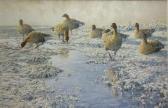 RIDLEY Martin 1967,The Frozen Puddle,Halls GB 2013-10-23