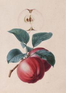 RIOCREUX Alfred 1820-1912,Etude de pomme,Artprecium FR 2020-04-27