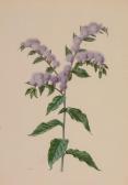 RIOCREUX Alfred 1820-1912,Vernonia Centriflora,Dreweatts GB 2016-06-30