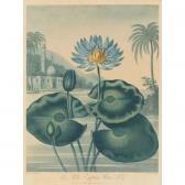 ROBERT John 1804-1891,TEMPLE OF FLORA: THE BLUE EGYPTIAN WATER LILY,Sotheby's GB 2003-01-16