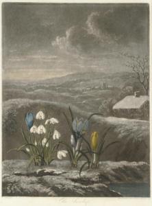 ROBERT John 1804-1891,The Snow Drop, from 
The Temple of Flora,Christie's GB 2008-01-17