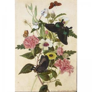 ROBINS Thomas, Jun 1745-1806,hibiscus and geraniums with butterflies,1785,Sotheby's GB 2005-11-24