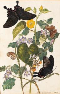 ROBINS Thomas, Jun,Hibiscus; Solanum; and Heath Erica simplifolia wit,1787,Christie's 2000-11-28