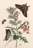 ROBINS Thomas, Jun,Thistle and Geranium with a Swallowtail and a Clou,Christie's 1999-11-09