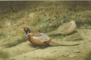 ROBJENT Richard 1937,A COCK AND HEN PHEASANT,2006,Sworders GB 2017-03-14