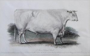 ROGERSON Joseph,Cattle,1844,Canterbury Auction GB 2014-06-10