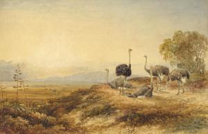 ROLANDO Charles 1844-1893,Ostriches, Karoo,Strauss Co. ZA 2022-08-29