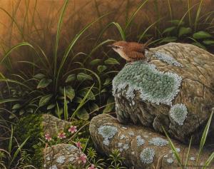 ROLLINSON W. Geoffrey 1946,Wren on lichen covered rocks,1985,Capes Dunn GB 2018-10-16