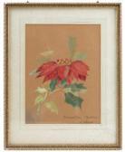 ROMER K,Poinsettia Madeira and Sapatinho Madeira,Serrell Philip GB 2017-05-04