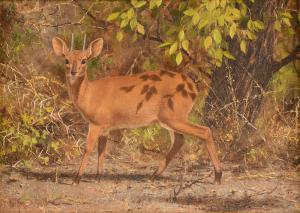 ROSE Paul 1931-2018,Red Duiker,1990,Simpson Galleries US 2022-02-12