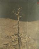 ROSS Horatio 1801-1886,Study of a Tree in Winter,Bonhams GB 2009-03-15