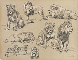 ROTIG Georges Frederic 1873-1961,Etude de lionnes et lions,1928,Coutau-Begarie FR 2024-04-17