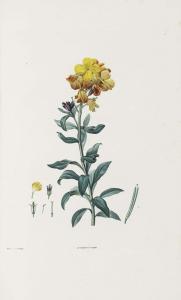 ROUSSEAU Jean Jacques 1712-1778,Botanique,Christie's GB 2013-10-29