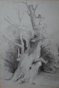 RUISDAIL,Study of a tree,Cuttlestones GB 2018-03-08