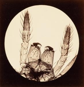 SALE JULIA,Group of 11 micro-photographs of insects  and orga,c.1870,Swann Galleries US 2017-02-14