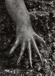 SALGADO Sebastiao 1944,Ecuador (Marine Iguana (Amblyrhynchus cristatus), ,2004,Sotheby's 2024-04-10