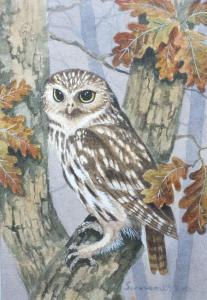 SAMARAWEERA Rama 1926,Study of an owl in a tree,Cuttlestones GB 2019-09-12