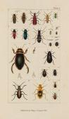 SAMOUELLE George,The Entomologist's Useful Compendium,Dreweatts GB 2014-02-27