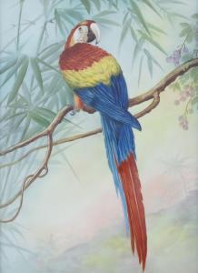 SAN DO 1900-1900,Parrot in a Tropical Landscape,Burchard US 2011-04-17