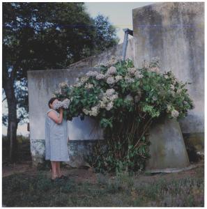 SANGUINETTI Alessandra,Hydrangeas, from The Adventures of Guille and Beli,1999,Christie's 2020-10-14