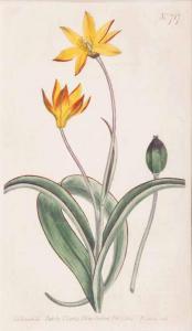 SANSOM Francis,Three Botanical Prints,Stahl DE 2017-06-24