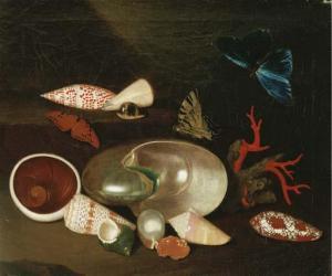 SAUERLAND Philipp 1677-1762,A still life of shells and butterflies: a Nautilus,Christie's 2004-06-17