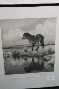 SAUNDERS John 1900-1900,A lone donkey on wetlands,Mallams GB 2012-10-04