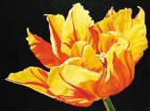 SAWCHUK SHERYL 1900-1900,Untitled - Bright Tulip,Levis CA 2010-10-03