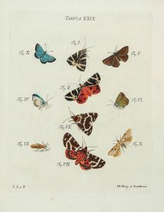 SCHAEFFER JACOB CHRISTIAN 1718-1790,Icones Insectorum,Dreweatts GB 2014-02-27
