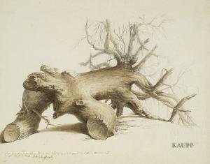 SCHAFFROTH Johannes Stanislaus 1765-1851,Skizze eines knorrigen Baumstumpfs,Kaupp DE 2007-05-10