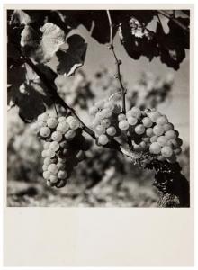 SCHALL Roger 1904-1995,Grappe de raisin,1940,Tajan FR 2012-11-27