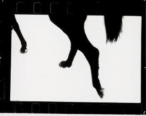 SCHALLER Matthias Petrus 1965,Horse hooves,1970,Galerie Bassenge DE 2020-12-02