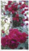 SCHEELE Evan,Roses,Bonhams GB 2013-06-30