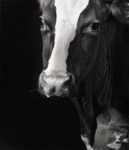 SCHELS Walter 1936,Cow, Hamburg,2000,Galerie Bassenge DE 2019-06-05
