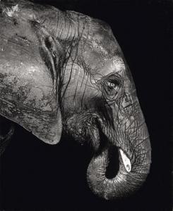 SCHELS Walter 1936,Elefant,Galerie Bassenge DE 2019-05-30