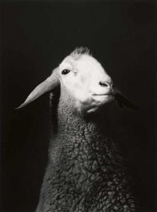 SCHELS Walter 1936,Schaf. Esel. Ziege. Lama (aus der Serie: Tierische,Lempertz DE 2019-05-31