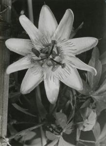 SCHMIDT Joost 1893-1948,Etude de fleur,1926-27,Millon & Associés FR 2018-11-06