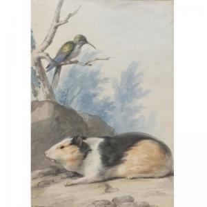 SCHOUMAN Aert 1710-1792,A GUINEA PIG, WITH A HUMMINGBIRD ON A BRANCH ABOVE,1760,Sotheby's 2007-01-25