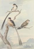 SCHOUMAN Aert 1710-1792,Two long-tailed tits and a bunting,Christie's GB 2004-01-22