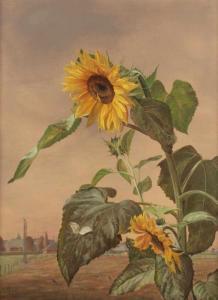 SCHRAMM HECKMANN Lieselotte 1904-1995,Sonnenblume mit Kohlweißling,1955,Von Zengen DE 2018-06-15