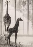 SCHUH Gotthard 1897-1969,La girafe et son petit,1960,Millon & Associés FR 2022-06-21