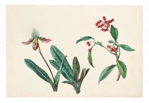 SCHUSTER Josef,A set comprising flower studies, including lady\’s,Palais Dorotheum 2024-03-28