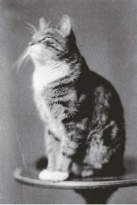 SCHWARTZ E.W,Selected cat images,1900,Christie's GB 2002-02-19