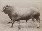 SCHWARTZ Friedrich Ferdinand 1836-1906,Prize-winning cows of the German ,1895-1901,Galerie Bassenge 2017-05-31