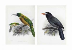 SCLATER Philip Lutley,A Monograph of the Jacamars and Puff-Birds, or Fam,Christie's GB 2017-06-15