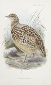 SCLATER Philip Lutley,Catalogue of the Birds of the Argentine Republic,1888,Bonhams GB 2013-06-19