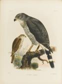 SCLATER Philip Lutley,EXOTIC ORNITHOLOGY,Sotheby's GB 2014-11-04
