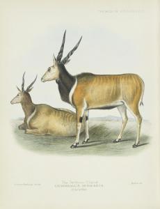 SCLATER Philip Lutley,The Book of Antelopes,Bonhams GB 2014-12-03