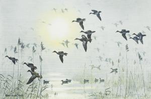 SCOTT Peter Markham 1909-1989,Ducks Alighting on a Pond,Bonhams GB 2012-11-07